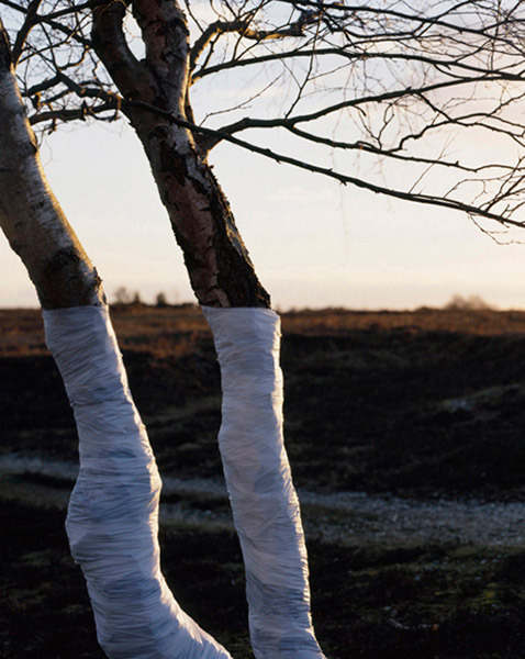 showslow:  Zander Olsen, Tree,Line.  This is an ongoing series of constructed photographs