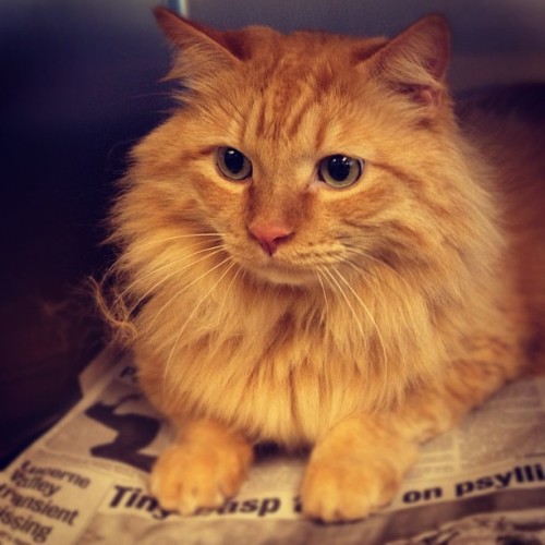 therightfootforward:Gorgeous Maine Coon at work. #orange #red #mainecoon #cat #gorgeous @cats_of_ins