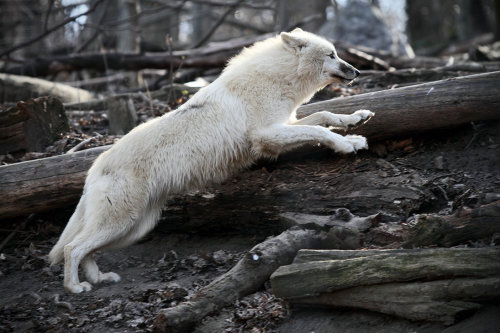 arctic wolf