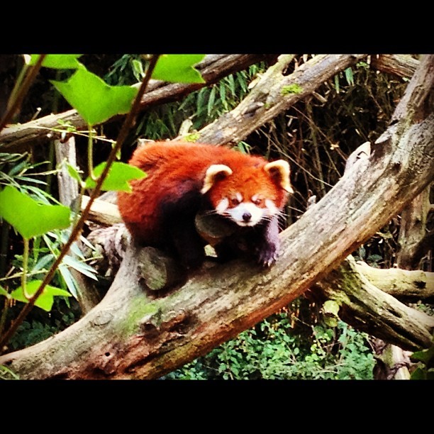 Saw this red panda at the Philadelphia Zoo looks so cuddly    (Taken with Instagram