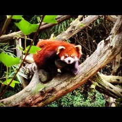 Saw this red panda at the Philadelphia Zoo