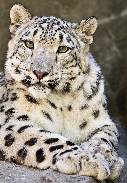 eye-of-the-cat:  (Paul Fernandez)