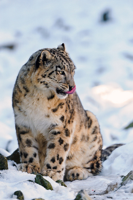 eye-of-the-cat:  (Tambako the Jaguar)