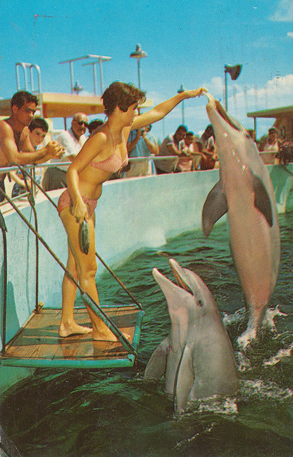 cardboardamerica:  Seaquarium - Miami, Florida porn pictures