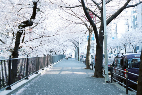 ileftmyheartintokyo:  泣きたくなるような坂道を by ractaro on Flickr.