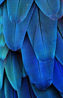 Laadyyblue