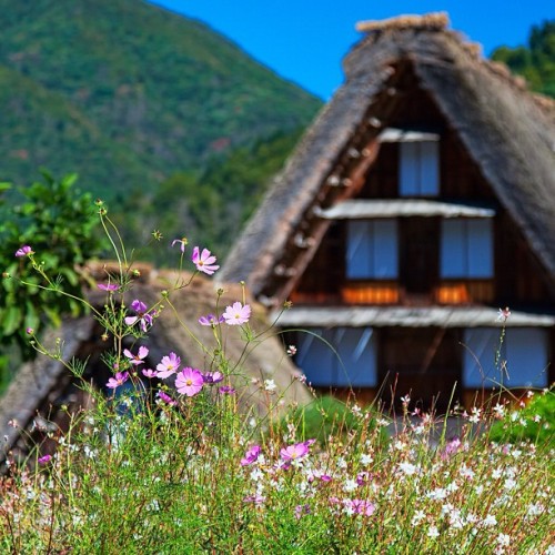 miyamoto1966:コスモスと合掌造り。白川郷で撮影。 #shirakawago #japan (Instagramで撮影)