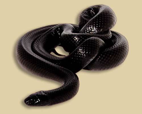 Reptiles and Amphibians!, Mexican Black Kingsnake (Lampropeltis mexicana...