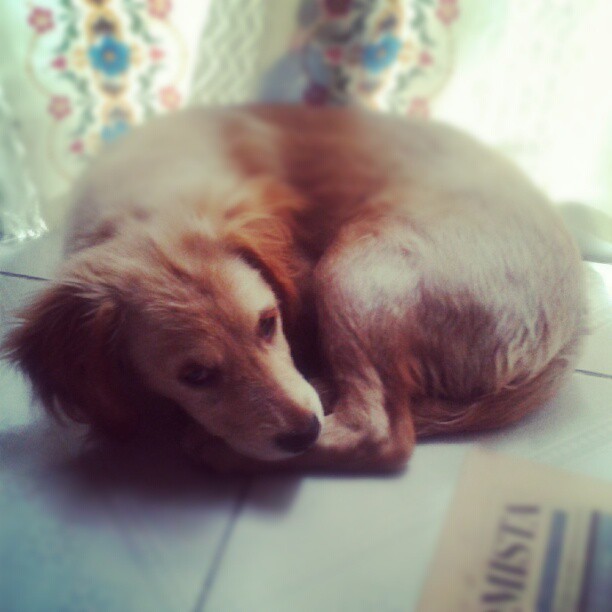 Que nombre me recomiendan para mi perro. (Tomada con Instagram)