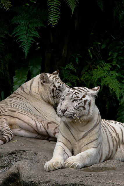 animals-plus-nature:  2 white beauties by hsalnat on Flickr.