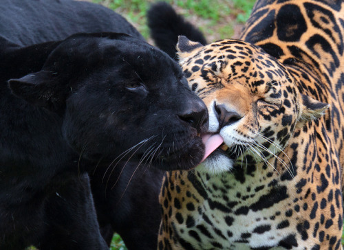 animals-plus-nature:  Show Me Some Love by IM2_OCD on Flickr.