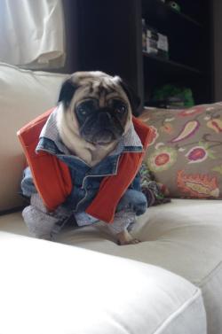 sushiandpie:  murphels:  My friend dressed her dog up as Marty McPug from Back to the Future.  dont u mean bark to the future 