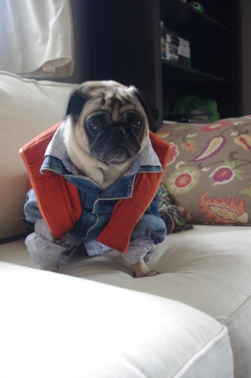 murphels:My friend dressed her dog up as Marty McPug from Back to the Future.