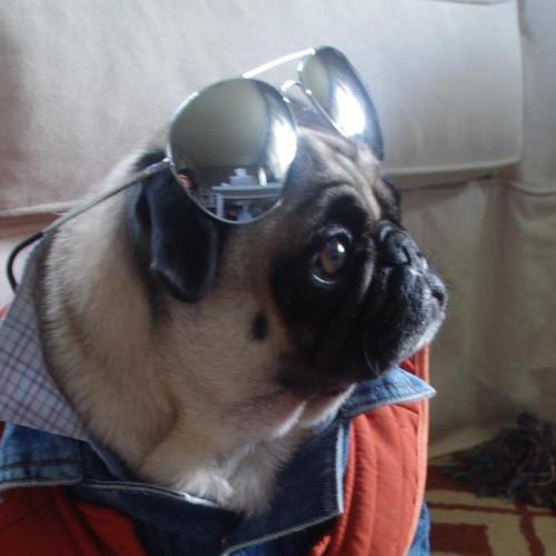 murphels:My friend dressed her dog up as Marty McPug from Back to the Future.