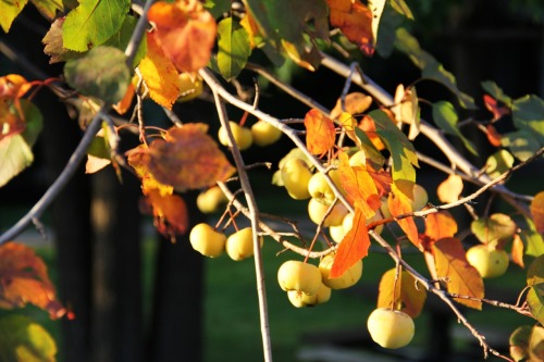 &ldquo;Crabapples, Pittsburgh, 2012&rdquo;