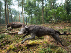 ihavelotsofdogs:  Deerhunt by rob.brob on