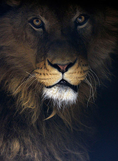 theanimalblog:  Ivan, a four-year-old lion, in private roadside zoo in Novi Pazar, Serbia.  Photograph: Mihai Vasile/Four Paws/Reuters