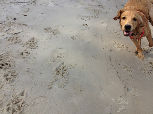 This is Chica Golden Hotwheels running full speed at White Sand Beach on the Mississippi in Minneapolis. She was In heaven.