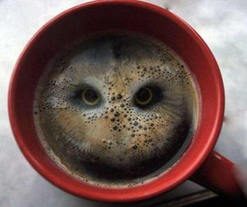 mr-onceler:  taleasoldastimelords:  cliffrose-acetone:  emilie-faith:  itwasabusinessdoingpleasure:  spookydingoinnuendo:  riddlemehiddleston:  blinkanditsover:  Artist creates bird’s piercing gaze after dropping two Hula Hoops into coffee  I LEGIT