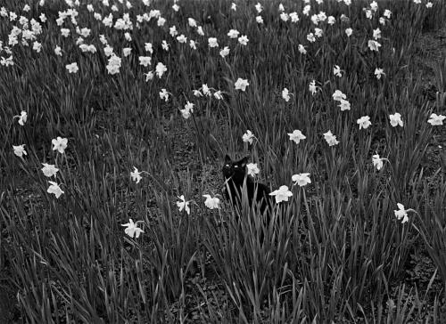 Untitled (France), 1982Ferdinando Scianna (Italian; 1943– )© Ferdinando Scianna/Magnum Photos