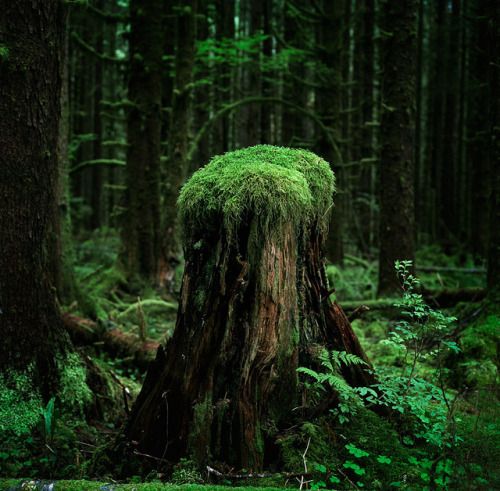 chadabramovich:  The old men of the forest, pt. 1 by Zeb Andrews on Flickr.  want more posts like th