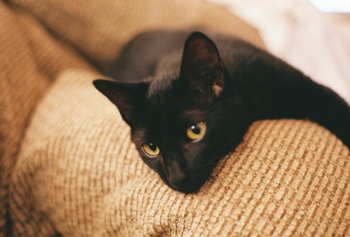 quietlikesnoww:  This is Meeko 