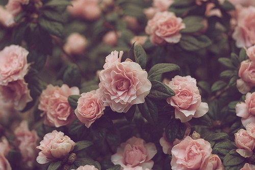Romantasy Life