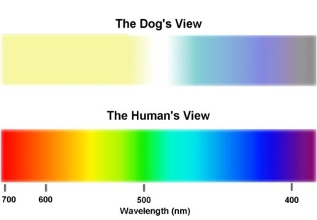 Los perros no ven en blanco y negro, ellos pueden distinguir los colores pero no de la misma manera en la que lo hacemos nosotros. Por ejemplo, los perros tienen la posibilidad de diferenciar entre un tono azul y uno amarillo, pero no pueden hacerlo entre
