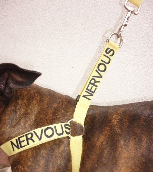 catbuttcat:   hopefulveterinarian:  Excellent alternative to the yellow ribbon concept. Check them out here: Friendly Dog Collars  I just love these so much. 