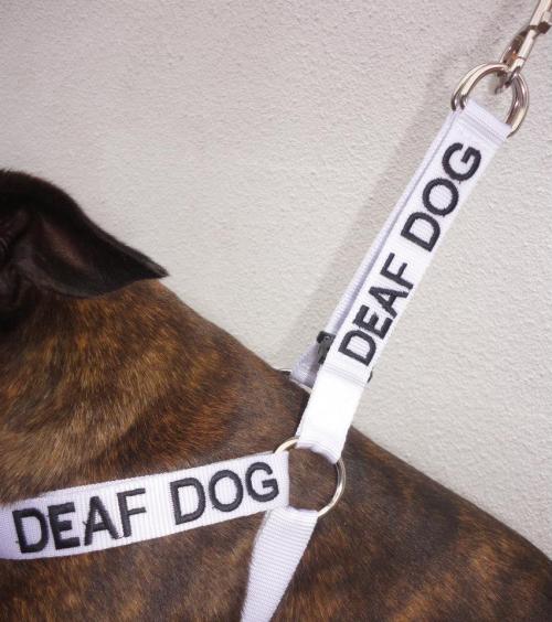 hopefultopaz:  pizza—or—death:  catbuttcat:hopefulveterinarian:  Excellent alternative to the yellow ribbon concept. Check them out here: Friendly Dog Collars  I just love these so much.   Such a great idea