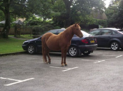 tibetans:  hold up let me just park my horse 