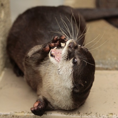 dailyotter:  Otter Could Be in a Popcorn Commercial Via Beginners’ Blog Otter