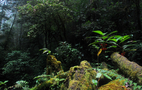 awildcatappears:  Mist in the jungle by asnyder5 on Flickr.  want more posts like this? check out my