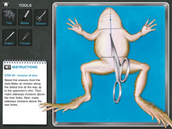 wired:  fastcompany:  Frogs will certainly jump for joy at this news: virtual dissection may be the way of the future in America’s classrooms.  Well that just takes all the fun out of science class.