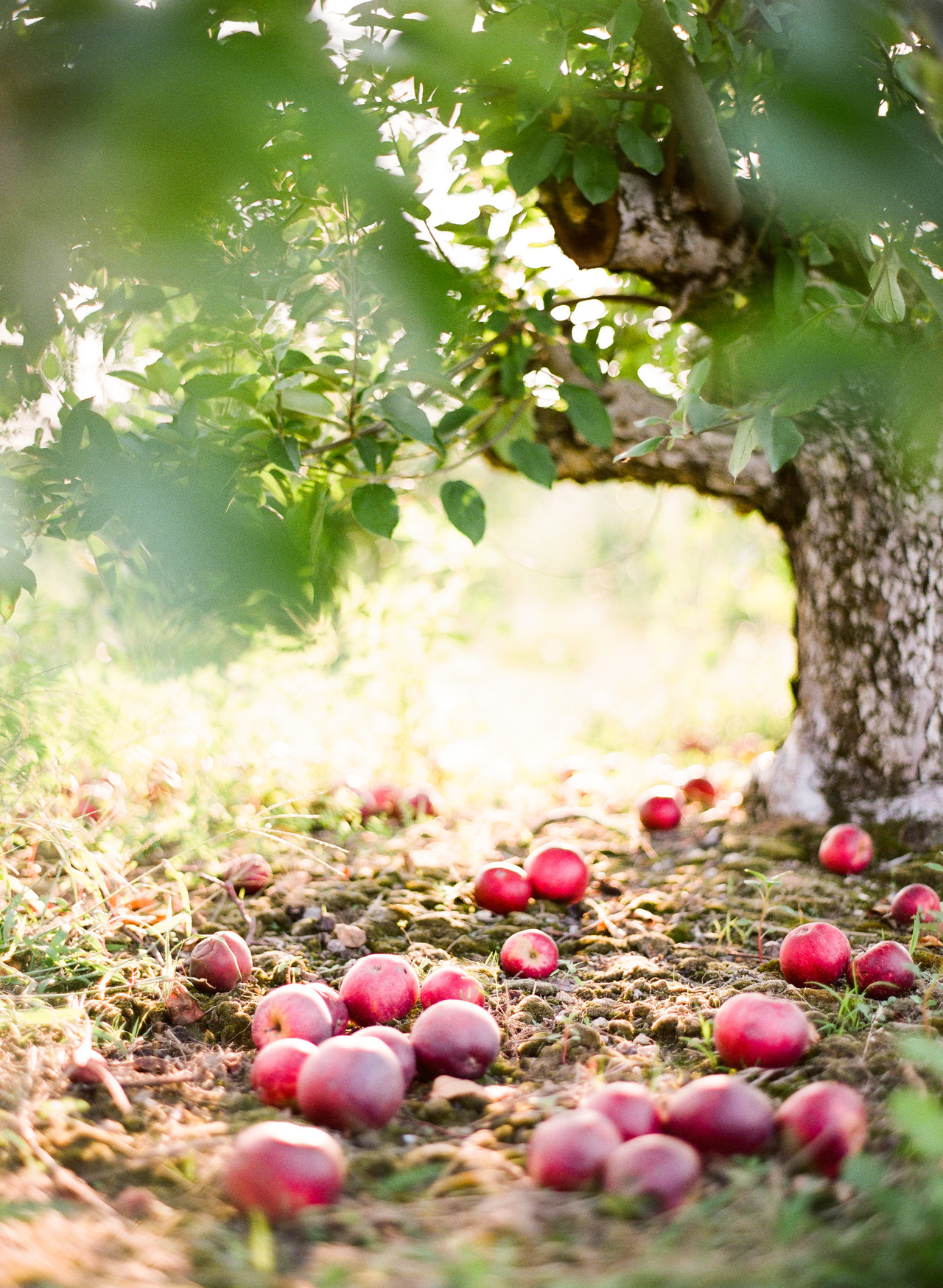 More film back. More apples. (For sale here.)
Contax 645 | Fuji 400h | Richard Photo Lab