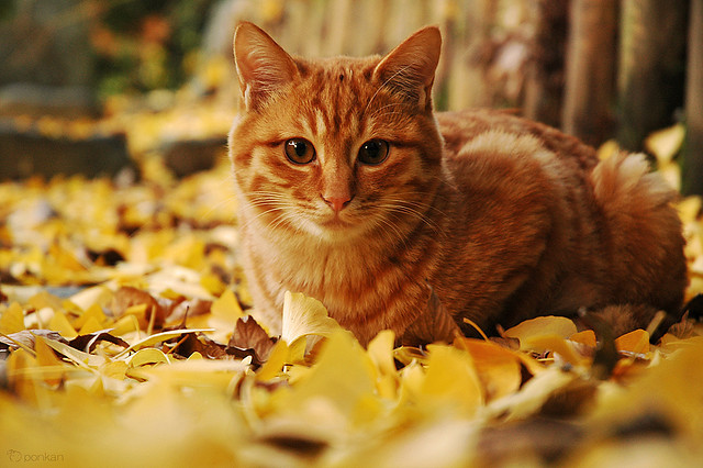 photogenicfelines:  (ponkan)