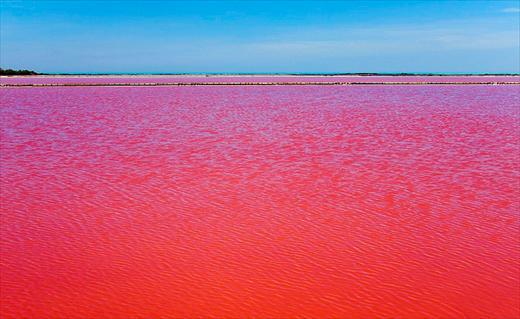 landscaped:  A Bright Red Lake in Camargue, France ”This incredible natural phenomenon,