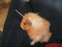 anywigwilldo:  My hamster is a mix of several
