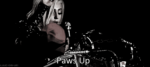  Put your paws up! 