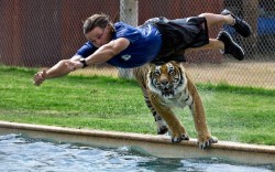 theanimalblog:  Zookeeper Jeff Harwell dives into a pool closely followed by 450lb Bengal tiger Akasha during the Tiger Splash Show at Out of Africa Wildlife Park in Camp Verde, Arizona.  Picture: Kathleen Reeder/Solent News 
