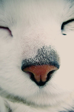 Satan's Toy Cat