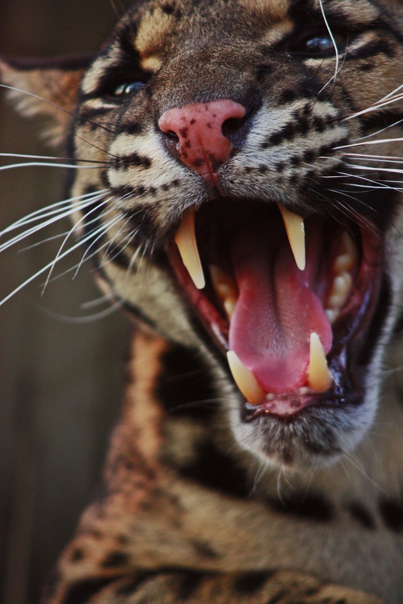 earth-song:  Clouded leopard by *BlackIce-Wolf 