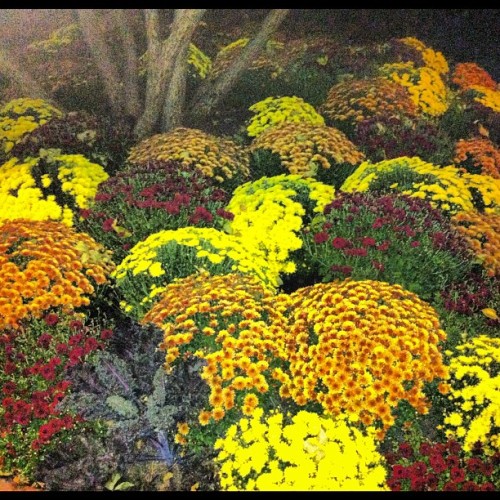 Fall floral arrangements taken at 6am today. #flowers #instaphoto #fall #corporatebuildings #iphone4 #flash  (Taken with Instagram)