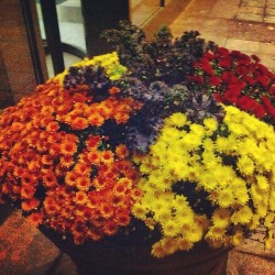 Floral arrangements #flowers #fall #instaphoto #colors  (Taken with Instagram)