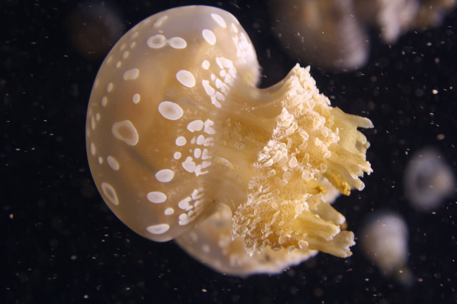 earth-song:  Jellyfish  by ~goatgirlart    