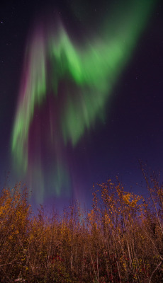 lygophilia:  The Always Spectacular Aurora