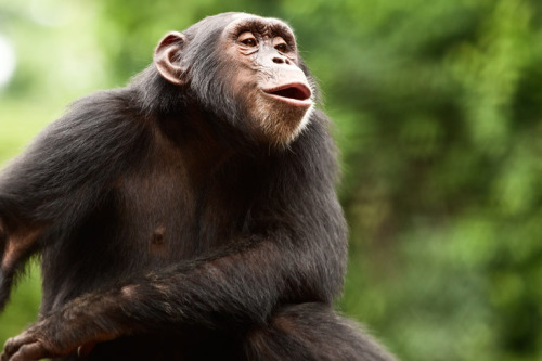 animals-animals-animals:  Chimpanzee (by Ian Bickerstaff)  want more posts like this? check out my b