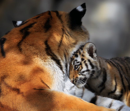 (via 500px / Photo &ldquo;Love you Mom!&rdquo; by Klaus Wiese)