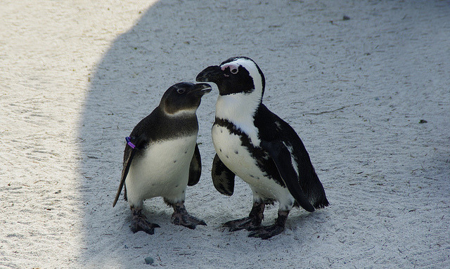 Pinguini by Roberta Salamone (Starfish) Photography on Flickr.
Cuties.