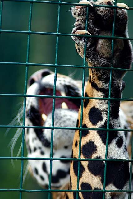 10bullets:  jaguar claw by -paul on Flickr. 